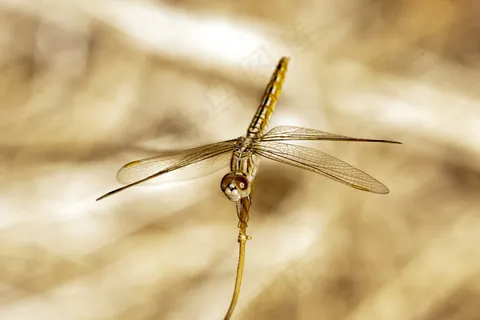 蜻蜓,豆娘,蜻蜓目昆虫,蝶角蛉,项链,蜻蜓 蜻蜓,豆娘,蜻蜓目昆虫,蝶角蛉,项链,蜻蜓