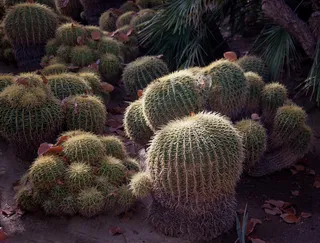 仙人球,金琥仙人球,金琥,黄刺金琥,仙人掌,Moorten植物园的仙人掌-加利福尼亚棕榈泉