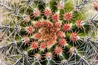 仙人球,金琥仙人球,金琥,玉翁,仙人掌,桶式仙人掌