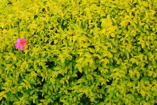 金叶女贞,金森女贞,金叶榆,花卉,金山绣线菊,脱颖而出