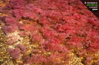 CañoCristales