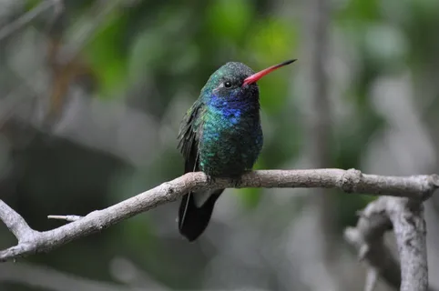 蜂鸟,鹟䴕,叉尾太阳鸟,虫子,蓝喉蜂虎,宽嘴蜂鸟(Cynanthus latirostris) 蜂鸟,鹟䴕,叉尾太阳鸟,虫子,蓝喉蜂虎,宽嘴蜂鸟(Cynanthus latirostris)