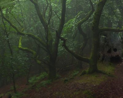 生态林,雪树银花,古榕,树,古榕树,树林2