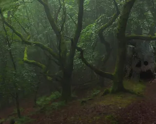 生态林,雪树银花,古榕,树,古榕树,树林2