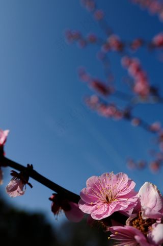 植物,桃花盛开,梅园,卡通动漫人物,红梅花,20090228名古屋城梅6