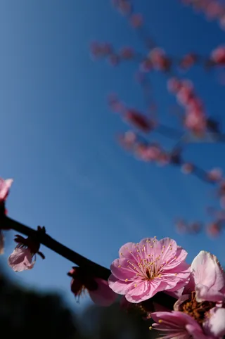 植物,桃花盛开,梅园,卡通动漫人物,红梅花,20090228名古屋城梅6