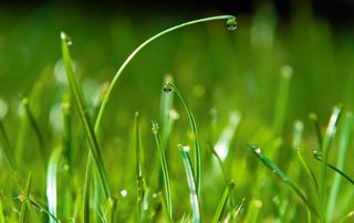 绿色植物,晨露,树,花卉,露珠