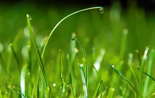 绿色植物,晨露,树,花卉,露珠