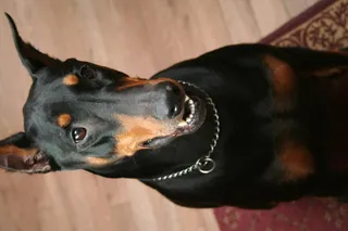 杜宾犬,鸟类,小狗,运动鞋,皮鞋,杜宾犬