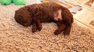 狗,鸟类,美国水猎犬,小狗,爱尔兰水猎犬,卷曲涂层猎犬小狗＃14