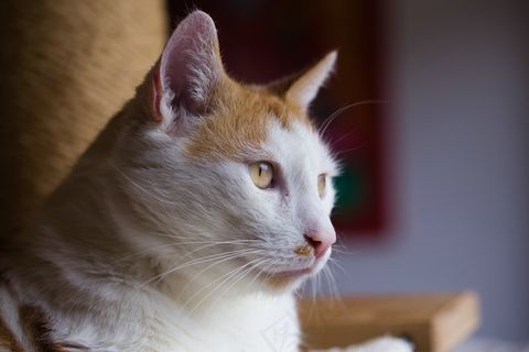 狮子猫,小狗,鸟类,猫,头发,柳