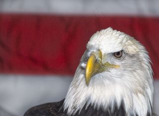 海雕,苍鹰,金雕,鹰形目,白头鹰,美国之鹰
