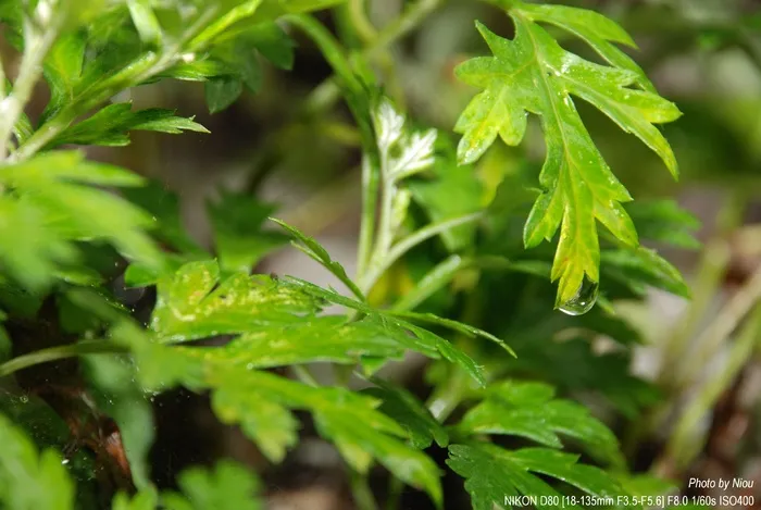 艾草之珠（含外闪）