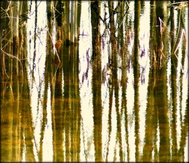 垂柳,松林,柳丝,柳树,白桦,反光森林