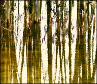 垂柳,松林,柳丝,柳树,白桦,反光森林