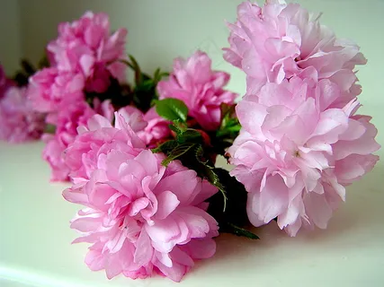 榆叶梅,晚樱,碧桃,云南樱花,花卉,春意盎然！ ＃3