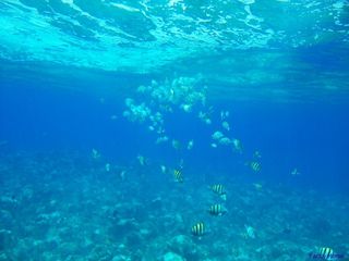 海洋,极地海洋世界,湖泊,海底世界,树,水下螺旋（鱼）