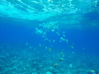 海洋,极地海洋世界,湖泊,海底世界,树,水下螺旋（鱼）