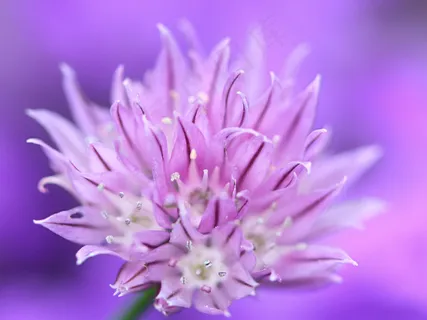 韭黃,大蓟,矢车菊,轮峰菊,花卉,鸢尾花 韭黃,大蓟,矢车菊,轮峰菊,花卉,鸢尾花
