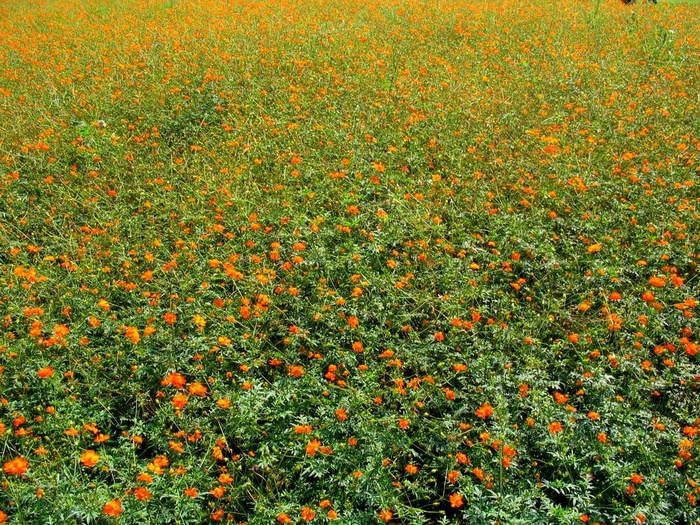 花海,万寿菊,郁金香,硫华菊,硫黄菊,野花