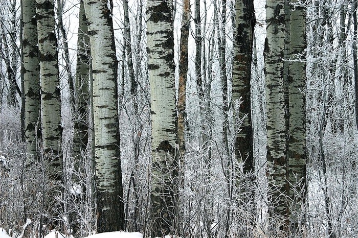 白桦,白桦树,白桦林,冰雪,树,杨树