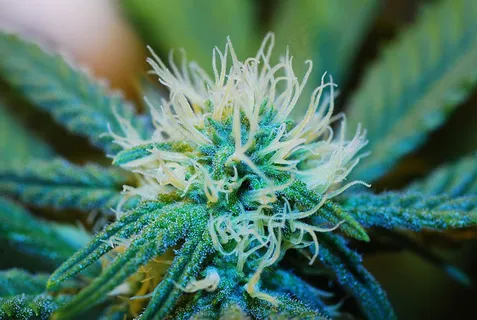 大白鲨3 大白鲨3