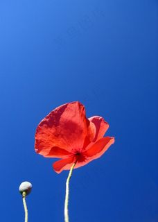 罂栗花,罂粟,虞美人,罂粟花,天竺葵,蓝天