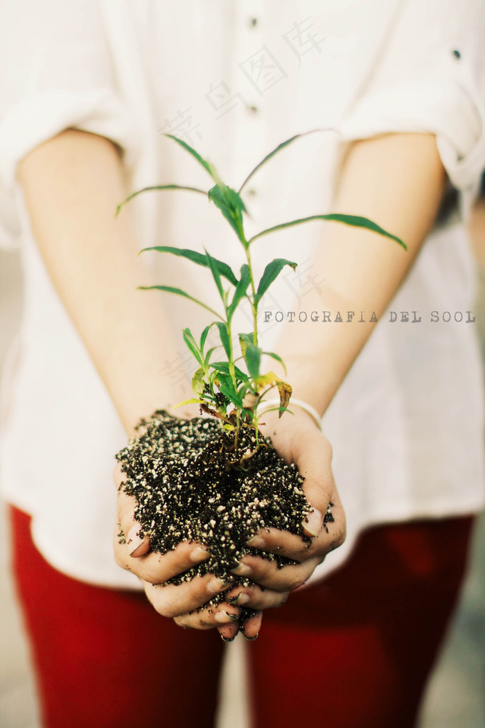 植物,手捧花,盆栽植物,花卉,腿,维达植物