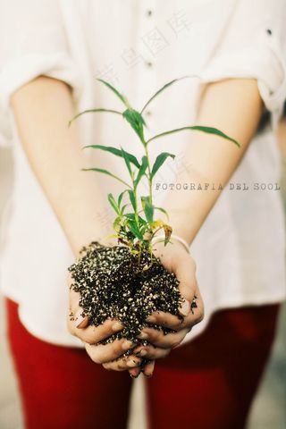 植物,手捧花,盆栽植物,花卉,腿,维达植物