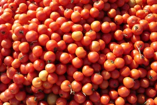 圣女果,樱桃西红柿,西红柿,岫岩辽五味子,樱桃,很棒的西红柿！