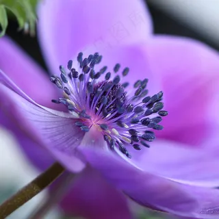 瓜叶菊,银莲花,睡莲花,花卉,野牡丹,Anémone 瓜叶菊,银莲花,睡莲花,花卉,野牡丹,Anémone