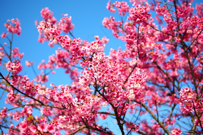 云南樱花,山樱花,树,樱花树,紫荆,P2010103