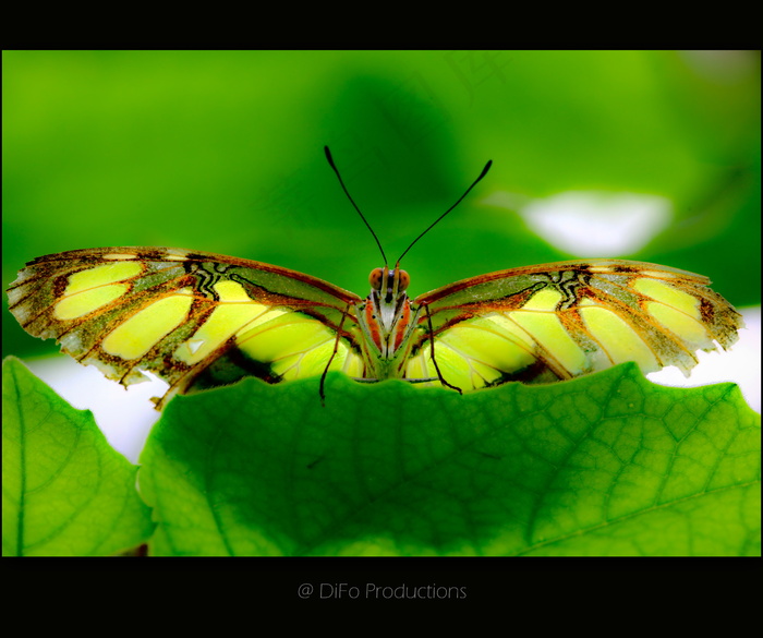 节肢动物,卡通动漫人物,蝴蝶,屏幕截图,蛱蝶,蝴蝶效应-1-