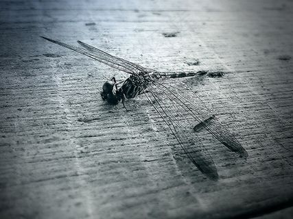 虫子,蟑螂,蜻蜓,黄蜂,家蝇,蜻蜓