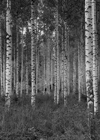 桦木森林，黑白