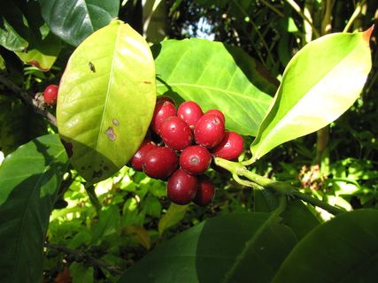 starr-120120-1775-Coffea_arabica-fruit_and_leaves-Enchanting_Floral_Gardens_of_Kula-Maui