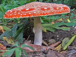 蛤gar菌（Amanita muscaria）