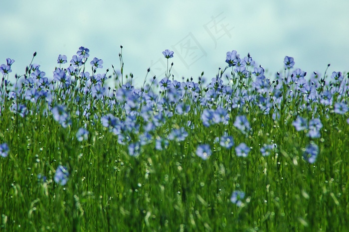 开花的亚麻