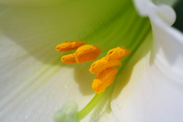 麝香百合,花卉,百合花,百合,岷江百合,IMG_4043_1500