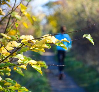 银杏树,桂林海洋银杏,连翅,山峦,黄花风铃木,慢跑道