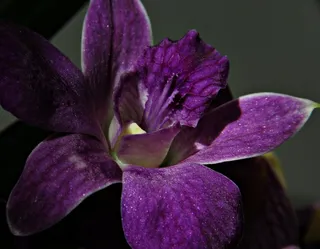 植物,花卉,卡特兰,蝴蝶兰,小菖兰,美丽的心灵...