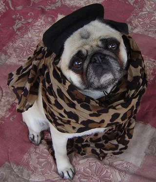 巴哥犬,哈巴狗,法兰西斗牛犬,牛头梗,八哥犬,帕格在豹