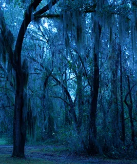 生态林,冰雪,树,雪树银花,油画,蓝苔