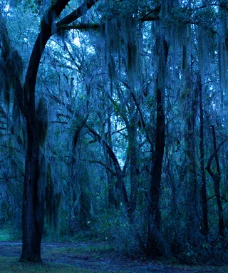 生态林,冰雪,树,雪树银花,油画,蓝苔