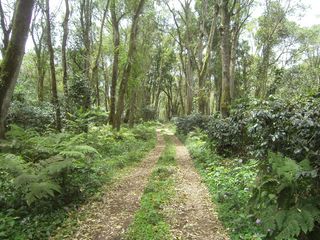 树,生态林,松林,村道,自然公园,咖啡农场
