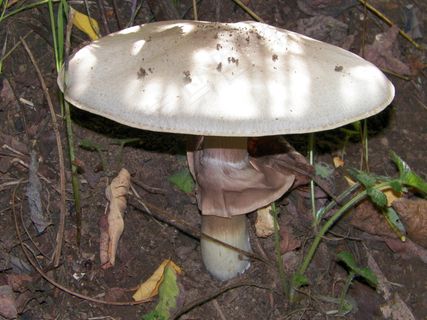 植物,蘑菇/菌类,盆栽植物,蘑菇,轿车,100_2385