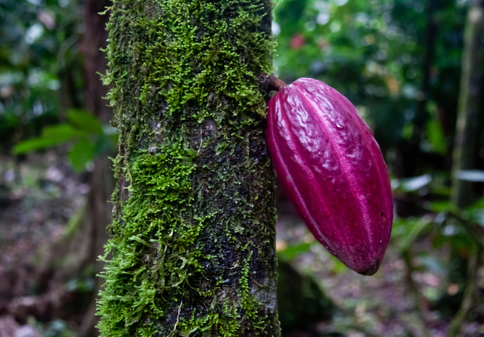 La Loma丛林旅馆和巧克力农场的可可工厂-Bastimentos，Bocas del Toro-*