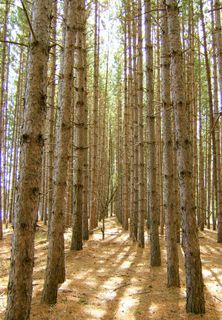 铺有地毯的路径