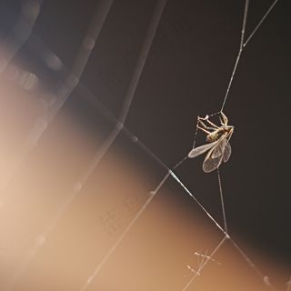 项链,吊坠,三带喙库蚊,稻大蚊,蜉蝣,陷阱