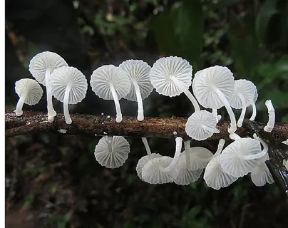 圆角马拉丝 圆角马拉丝